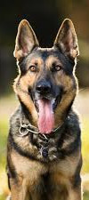 Dog 3 edited